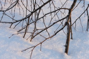 Polish winter